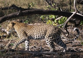 森林野生猎豹图片